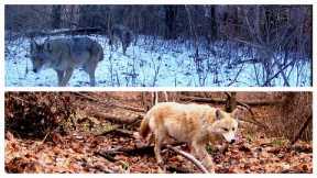 Trail camera series. Taken from 09.01.2023 to 18.01.2023 Some nice coyote/coywolf  and more :)