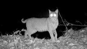 Bobcat Strikes a Pose in front of my Trail Camera