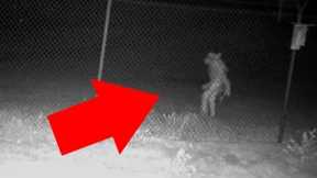 SHOCKING Trail Cam Footage You Won’t Believe Is Real
