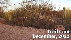 Desert Trail Camera, December 2022, Tucson, AZ