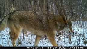 Trail camera series. Taken from 23 to 30.12.2022 Some nice coyote and raccoon captures