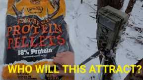 Putting Protein Pellets In Front Of Trail Camera