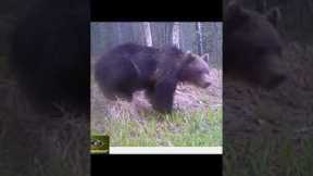 Trail camera in the woods: Big bear