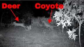 Chilling Audio as Coyote chases Baby Deer past Trail Camera