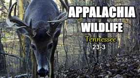 Appalachia Wildlife Video 23-3 from Trail Cameras in the Foothills of the Great Smoky Mountains