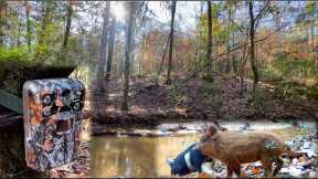 Alabama Trail Camera Videos