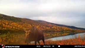 Summer and fall on the trail cameras