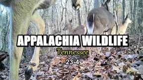 Appalachia Wildlife Video 23-4 from Trail Cameras in the Foothills of the Great Smoky Mountains