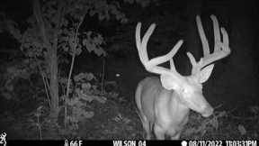 2022 West Virginia Trail Camera Video Compilation