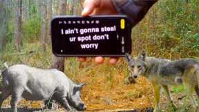 Best Trail Camera Footage: People, Deer, Pig - A Year of Trial Cam Videos