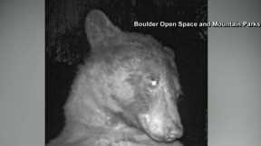 Bear takes 400 selfies on trail cam in Colorado