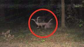 Trail Cam Captures LIGHTNING Fast UNKNOWN Beast