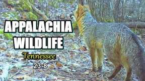Appalachia Wildlife Video 23-8 from Trail Cameras in the Foothills of the Tennessee Smokies
