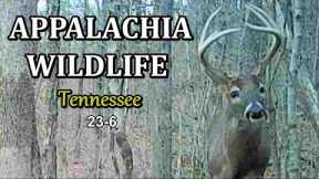 Appalachia Wildlife Video 23-6 from Trail Cameras in the Foothills of the Great Smoky Mountains