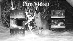 Fun Trail Camera Animal Video