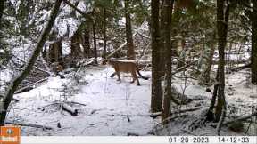 Trail Camera Video, Feb 11, 2023