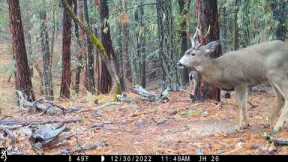 Ringtails and New Year's Snacks caught on Trail Camera