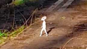 Most Disturbing Creatures Ever Caught on Trail Cam 2023