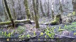 Trail Camera 03Z02 - Tillamook State Forest - May 2022