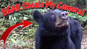 Trail Camera is Missing! Black Bear Took my Cam Away in it's Mouth: Where and How Did I Find it?