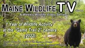 1 Year of Maine Wildlife activity at the Game Trail 2 camera (2022) /Coyote Chases Doe/Bucks in Rut