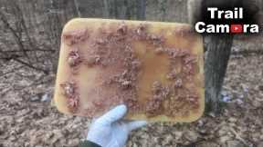 Massive Meat Ice Block Left in the Woods - TRAIL CAMERA
