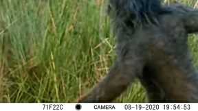 TRAIL CAM CAPTURES STRANGE HOMINID FIGURE!! - Bigfoot Activity Caught And Documented On Camera!!