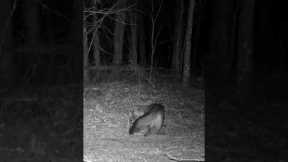 Red Fox on Trail game camera