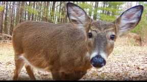 Jan 2023 PA Trail Cam Videos:  Deer, Turkeys, Coyotes, Foxes +