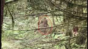 Trailcam Captures Strange Hominid Figure in Washington