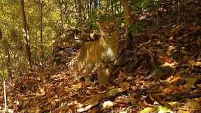 Bobcats, bucks and more Tennessee Wildlife! Trail Camera Videos