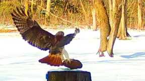 February trail cam vids--deer, Red Tailed hawk, turkeys, crows, squirrels.