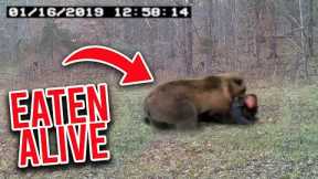 Trail Cam Captures HORRIFYING Bear Attack In Real Time