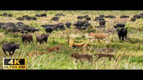 4K African Wildlife: Amazing Animals Moments Makgadikgadi National Park With Real Sounds in 4K Video