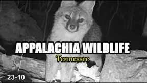 Appalachia Wildlife Video 23-10 from Trail Cameras in the Foothills of the Great Smoky Mountains