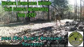 Western Tennessee Wildlife Trail Camera Wednesday - Vlog #245