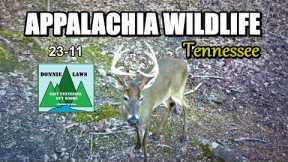 Appalachia Wildlife Video 23-11 from Trail Cameras in the Foothills of the Great Smoky Mountains