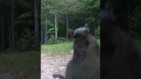 Squirrel Attacks Trail Camera #shorts #shortsfeed #wildlife #squirrels