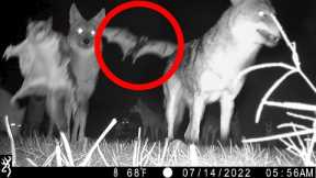 Incredible Trail Cam Captures Unlikely Encounter
