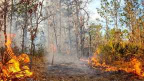 Florida Fire Almost Destroys my Trail Camera (Longleaf Pine Forest)