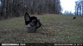 Moultrie Edge cellular trail camera video footage.   #trailcamology #trailcam @MoultrieMobile