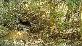 Trail Cam Australian Wildlife - vol 1 -  Brisbane Forest Park