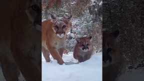 Mother mountain lion, 3 kittens seen on trail camera