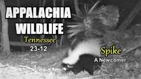 Appalachia Wildlife Video 23-12 from Trail Cameras in the Tennessee Foothills of the Smoky Mountains