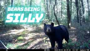 Bears Being Silly On Trail Camera