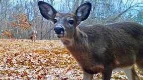 Feb 2023 PA Trail Cam Videos:  Deer, Turkeys, Coyotes, Foxes, Racoons  +