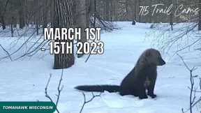 March 1st -15th 2023 Tomahawk Wisconsin Trail Camera Highlights