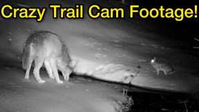 Crazy Trail Cam Footage!