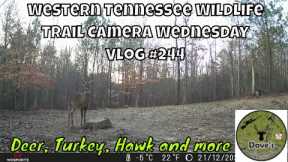 Western Tennessee Wildlife Trail Camera Wednesday - Vlog #244