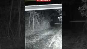 Skunk Being Pursued by Bigfoot on Trail Camera!